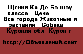 Щенки Ка Де Бо шоу класса › Цена ­ 60 000 - Все города Животные и растения » Собаки   . Курская обл.,Курск г.